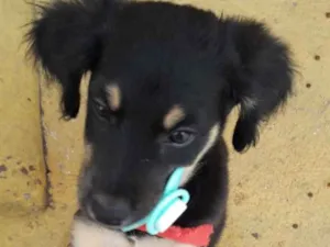 Cachorro raça vira lata idade 2 a 6 meses nome kodan