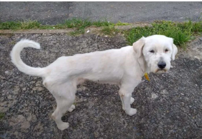 Cachorro ra a Mestiço  idade 7 a 11 meses nome Max 