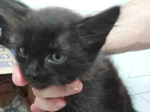 Gato raça  idade Abaixo de 2 meses nome Encontradas