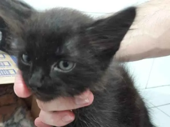 Gato ra a  idade Abaixo de 2 meses nome Encontradas