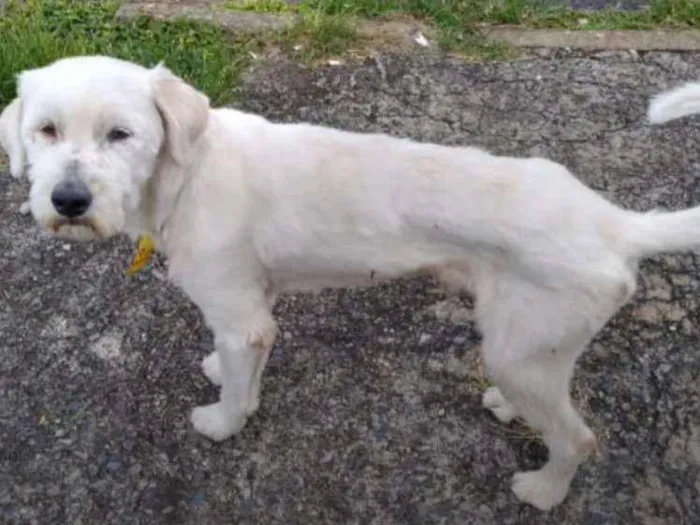 Cachorro ra a Mestiço  idade 7 a 11 meses nome Max 