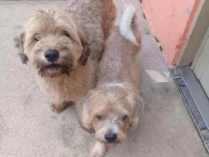 Cachorro ra a Mistura ilhasa idade 1 ano nome Billy e bob