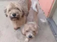 Billy e bob