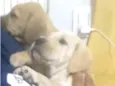Kiko e Nina