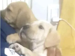 Cachorro raça Mestiço  idade 2 a 6 meses nome Kiko e Nina