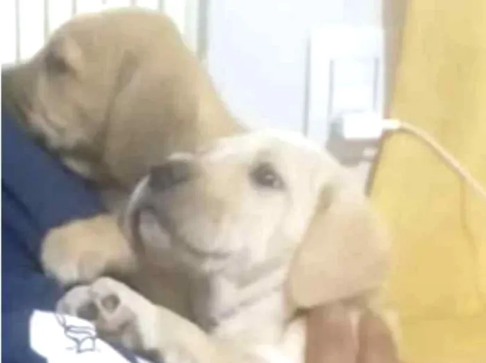 Cachorro ra a Mestiço  idade 2 a 6 meses nome Kiko e Nina