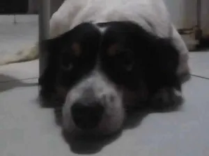 Cachorro raça Indefinida idade 5 anos nome Suzy