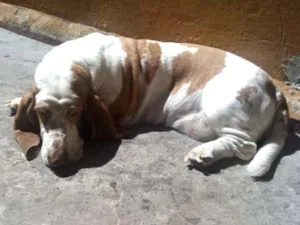 Cachorro raça Basset Hound idade 5 anos nome Flora