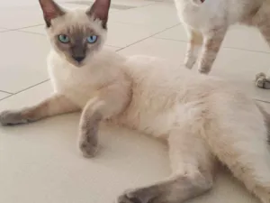 Gato raça SRD idade 7 a 11 meses nome Olavo