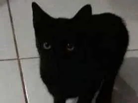 Gato raça Mista  idade 2 a 6 meses nome Pretinha