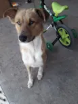 Totó
