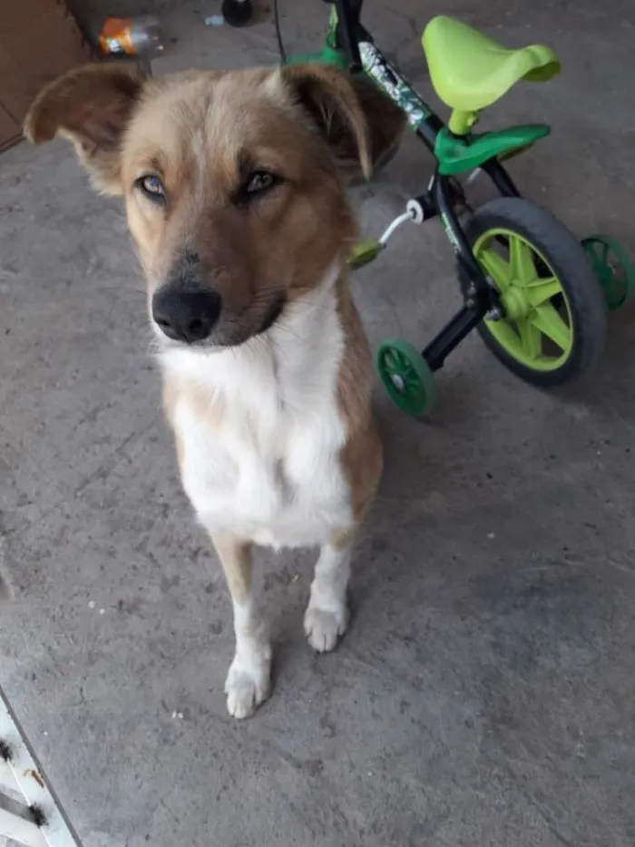 Cachorro ra a Sem raça definida idade 1 ano nome Totó