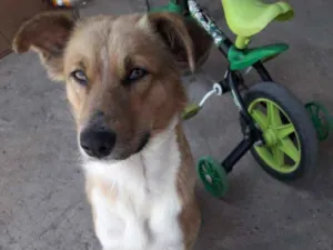 Cachorro raça Sem raça definida idade 1 ano nome Totó