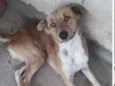Totó