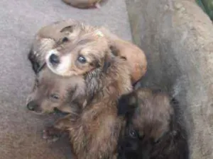 Cachorro raça vira-lata idade Abaixo de 2 meses nome sem nome