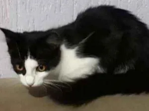 Gato raça Mista  idade 2 a 6 meses nome Nana