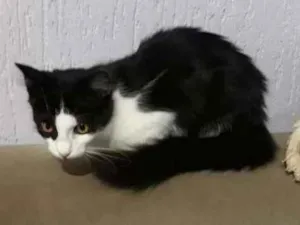 Gato raça Mista  idade 2 a 6 meses nome Nana