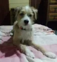 Bambi