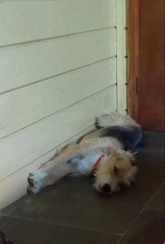 Cachorro ra a SRD idade 1 ano nome Bambi