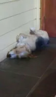 Bambi