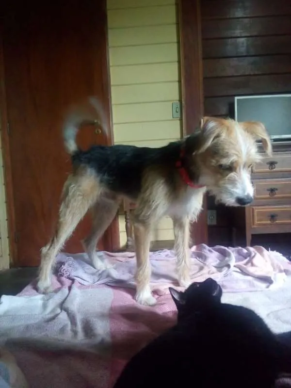 Cachorro ra a SRD idade 1 ano nome Bambi
