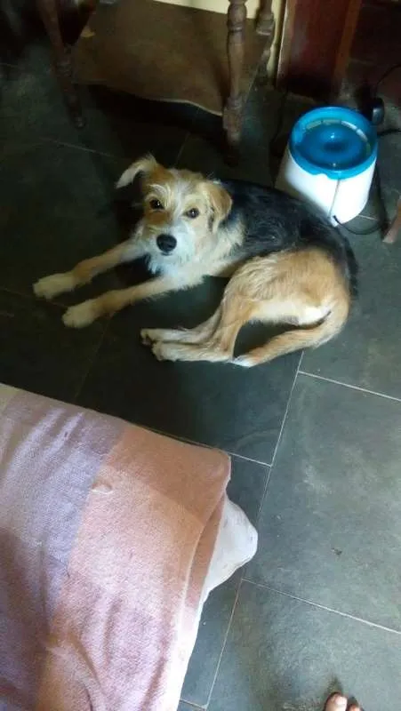 Cachorro ra a SRD idade 1 ano nome Bambi