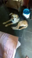 Bambi