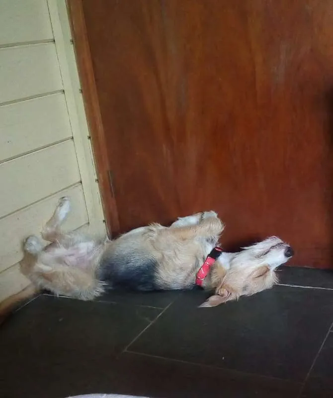 Cachorro ra a SRD idade 1 ano nome Bambi