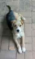 Bambi