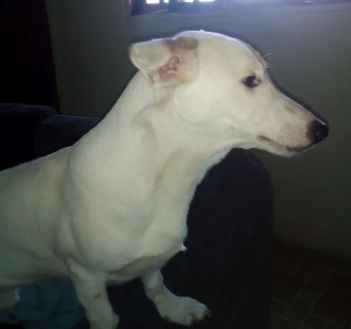 Cachorro raça Misto pitbull/vira lata  idade 2 anos nome Thor