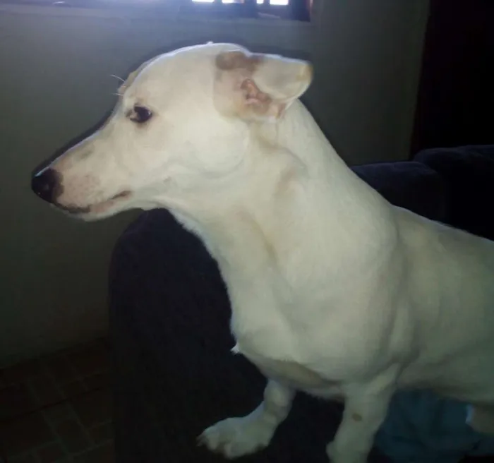 Cachorro raça Misto pitbull/vira lata  idade 2 anos nome Thor