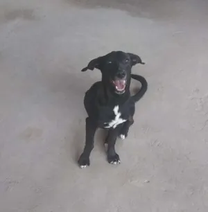 Cachorro raça  idade 7 a 11 meses nome Kiara