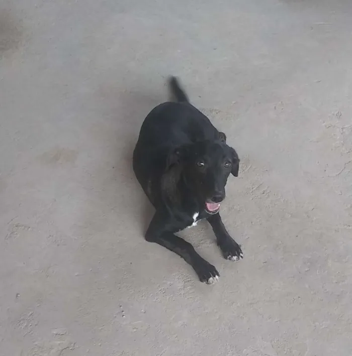 Cachorro raça  idade 7 a 11 meses nome Kiara