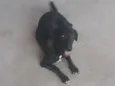 Kiara