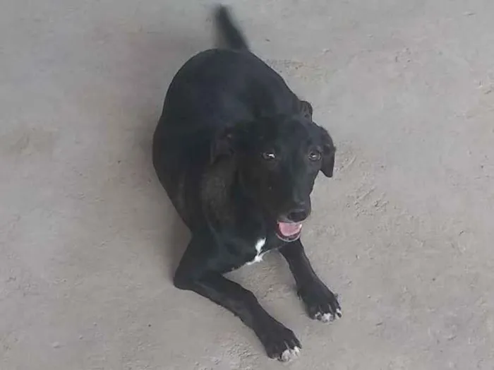 Cachorro raça  idade 7 a 11 meses nome Kiara
