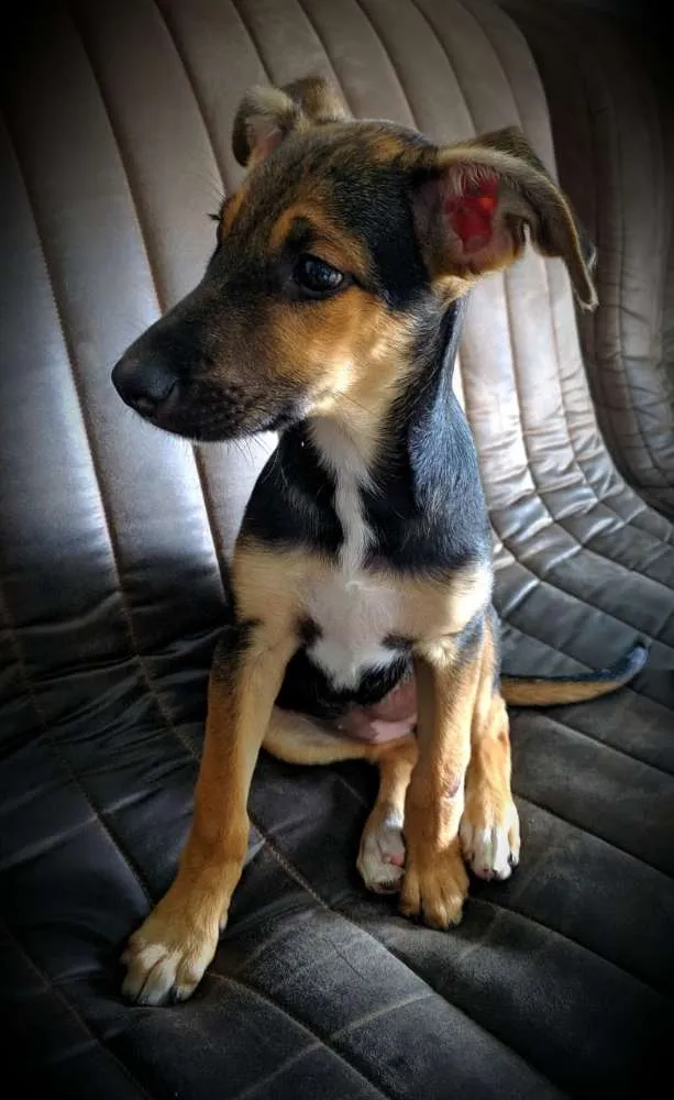 Cachorro ra a Srd idade 2 a 6 meses nome Filhote 