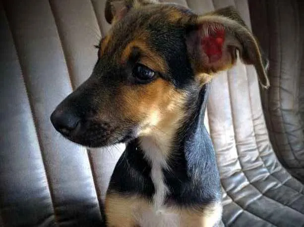 Cachorro ra a Srd idade 2 a 6 meses nome Filhote 