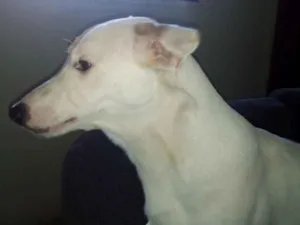 Cachorro raça Misto pitbull/vira lata  idade 2 anos nome Thor