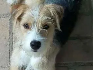 Cachorro raça SRD idade 1 ano nome Bambi