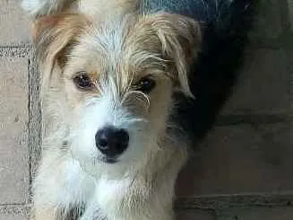 Cachorro ra a SRD idade 1 ano nome Bambi