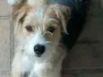Bambi