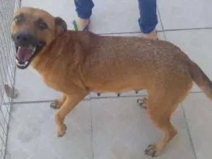 Cachorro raça Vira lata idade 6 ou mais anos nome Huck 