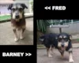 Fred e Barney