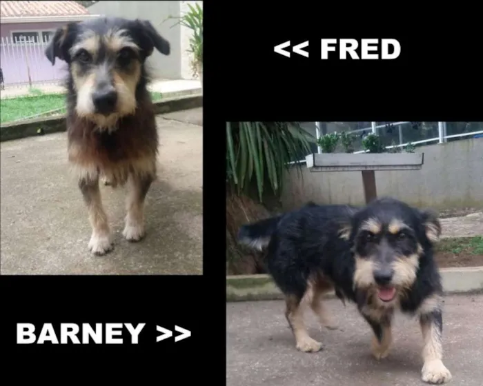 Cachorro ra a srd idade 4 anos nome Fred e Barney