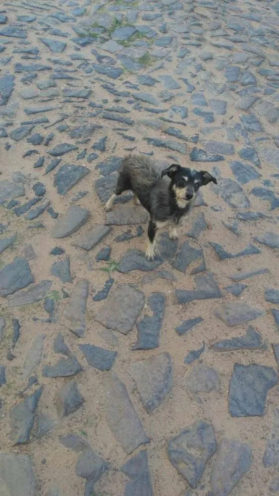 Cachorro ra a SRD idade 3 anos nome Chewbacca