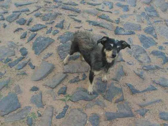 Cachorro ra a SRD idade 3 anos nome Chewbacca