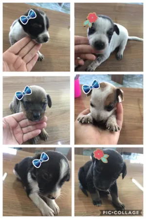 Cachorro raça vira latinha idade Abaixo de 2 meses nome bebês
