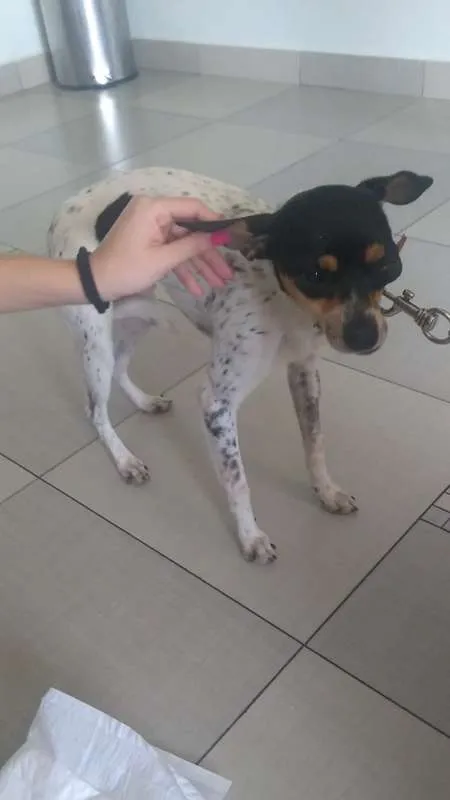 Cachorro ra a Fox Terrier idade 2 anos nome Valente