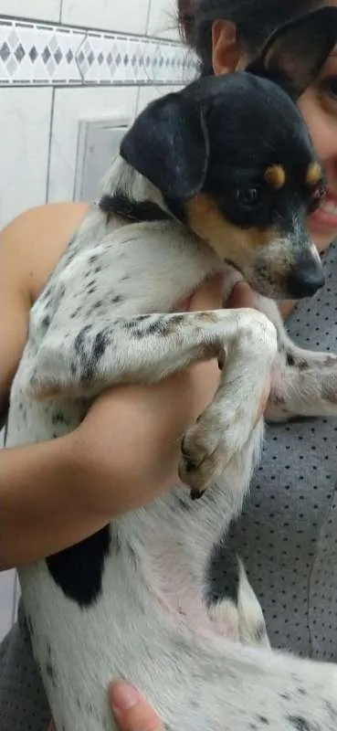 Cachorro ra a Fox Terrier idade 2 anos nome Valente