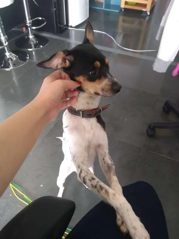 Cachorro ra a Fox Terrier idade 2 anos nome Valente